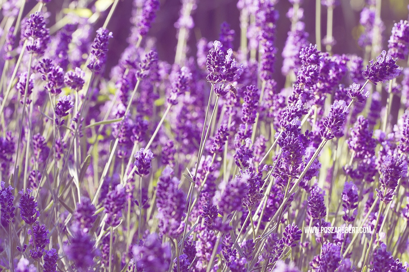 Letölthető levendulás háttérképek | Posza Róbert fotónapló