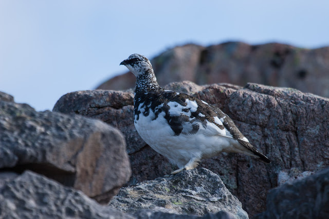 photo of ptarmigan in amoungst the rocks