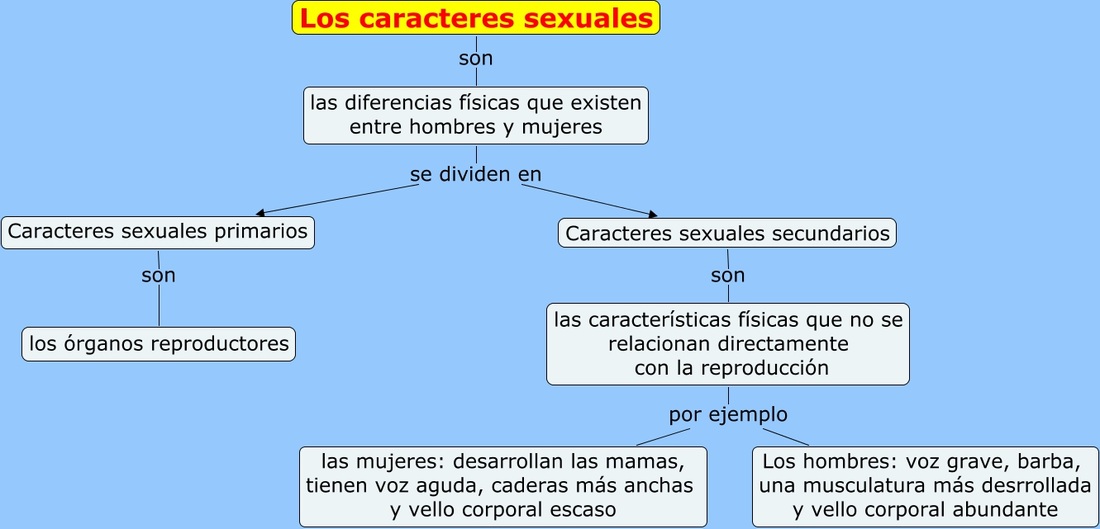 Mapa conceptual caracteristicas sexsuales secundarias femenina