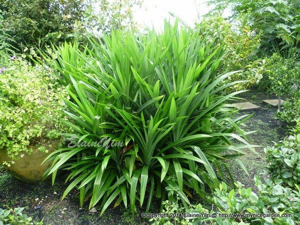My Tropical Plants Finder: Pandanus amaryllifolius - Pandan Wangi