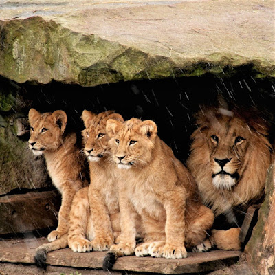 tres-leones
