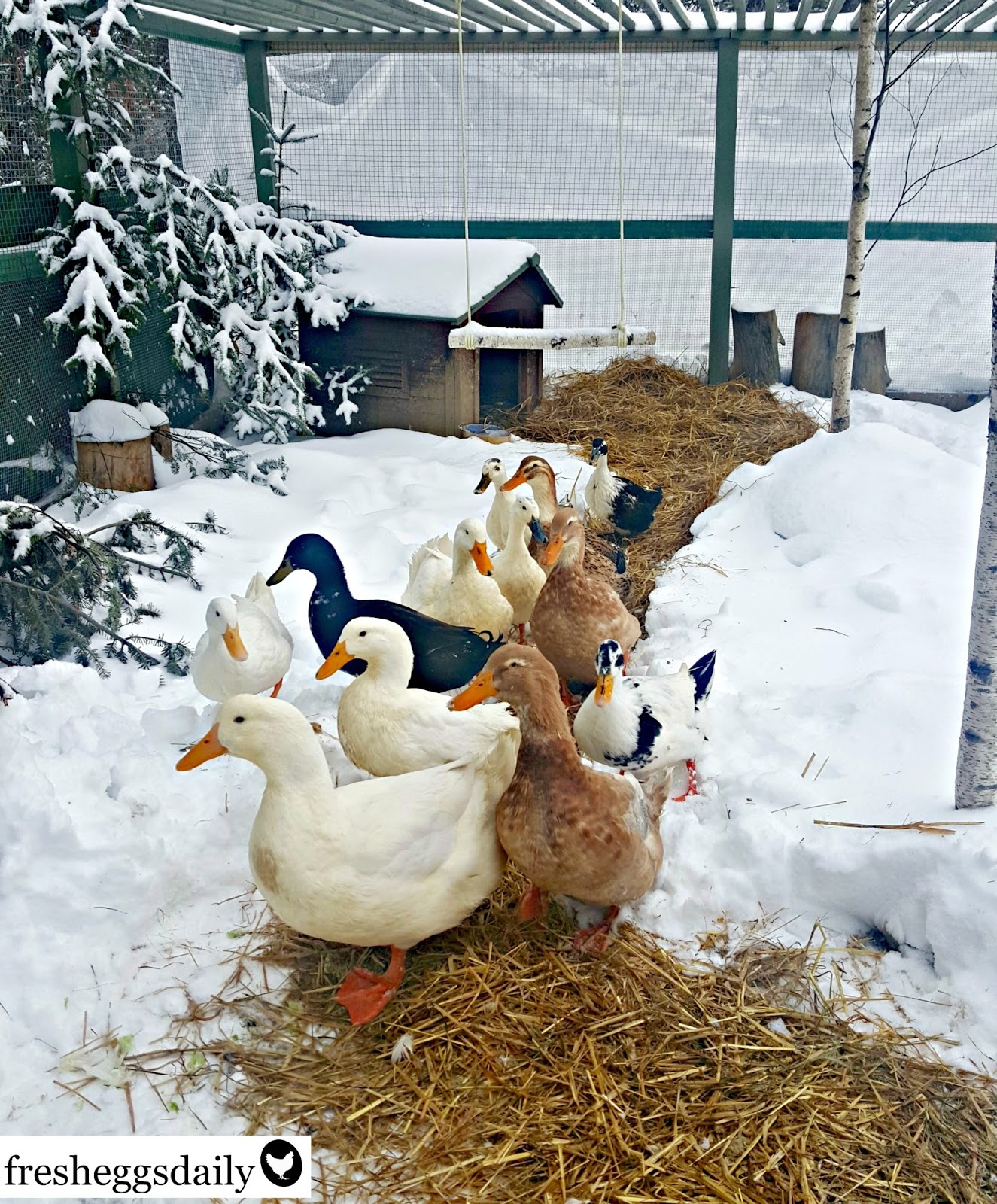 How to Winterize your Chicken Run Fresh Eggs Daily®