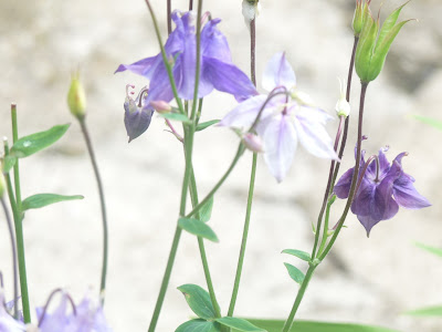 Delicate Purple flowers