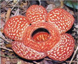 Bunga Rafflesia Bunga Rafflesia