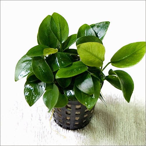 jual tanaman air anubias aquascape april 2017 aquascape jual tanaman air anubias aquascape april 2017 aquascape