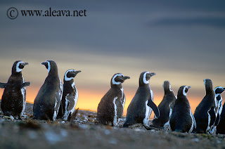 Pingüinos en la costa de Península Valdés
