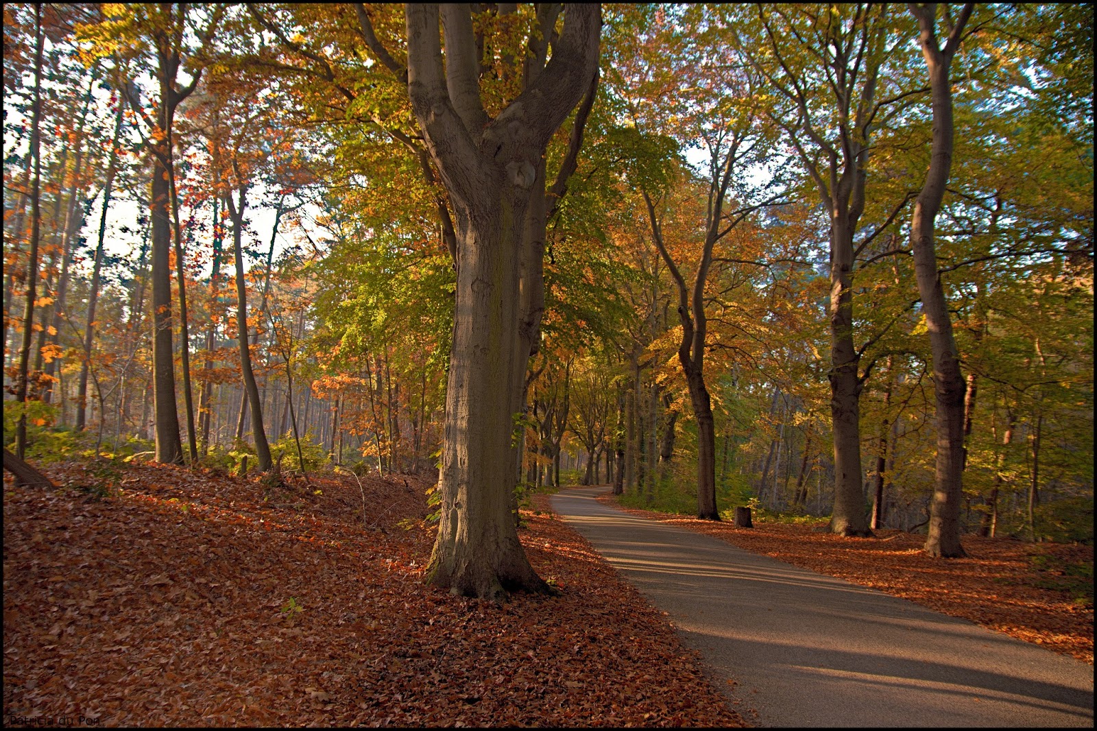 Patricia du Pon Door de bomen het bos wél zien... Patricia du Pon Door de bomen het bos wél zien...