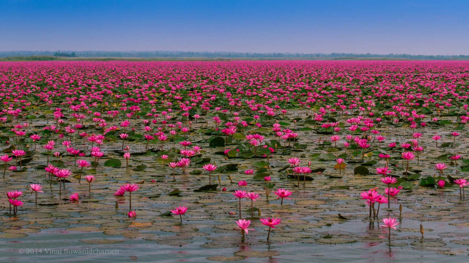 Travel Trip Journey : Lotus Lake Thailand