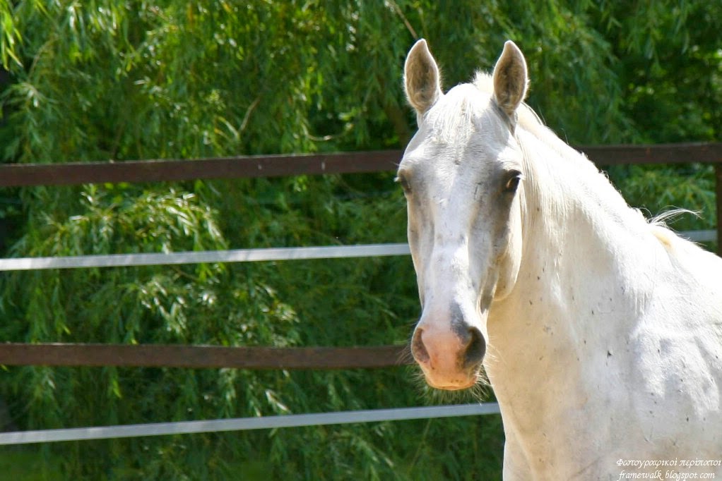 Φωτογραφικοί περίπατοι Lázár Equestrian Park Horse show