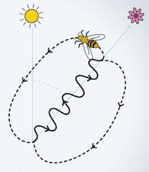 Danse des abeilles schéma expliquant la danse en huit