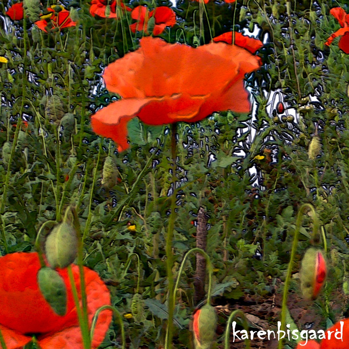 Karen`s Nature Photography Poppy Flowers and Buds.