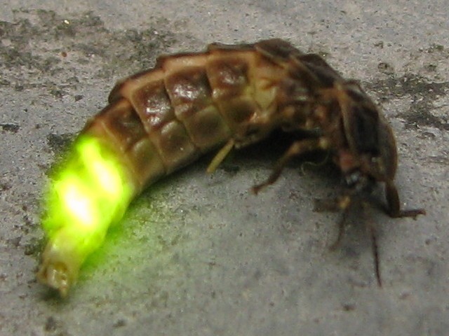 glow-worm-animal-wildlife