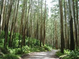 ooty is one of the best hill station tourist places in india