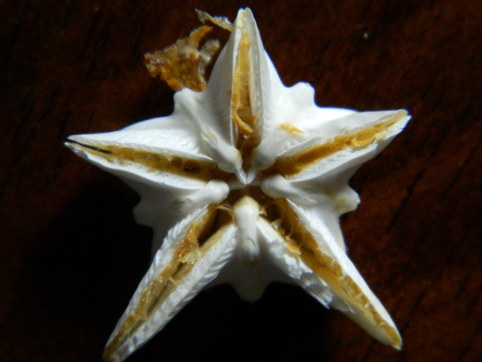 Keri me home My star of sand dollar doves