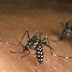 Zika Virus Facts from WHO