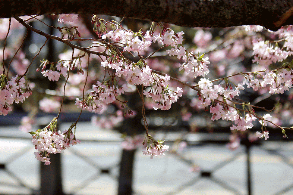 Сакура блоссом. Сакура черри блоссом. Сакура цветение сад. Сакура вишня Японии ги ф.