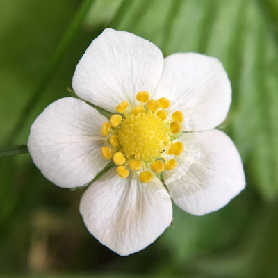 Wild strawberry flower, taken with my iPhone 6s and Olloclip macro lens