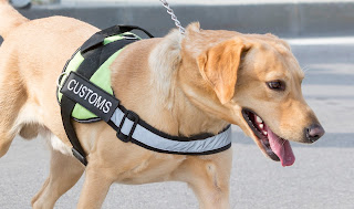 antiquities sniffer dog Can Canines Sniff Out Smuggled Artifacts? Working Dogs Join Fight to Save Cultural Heritage
