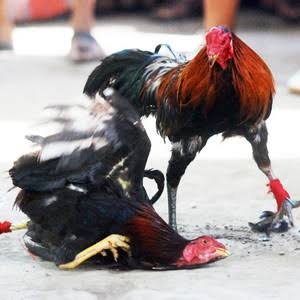 Mengatasi ayam bantat kelebihan berat