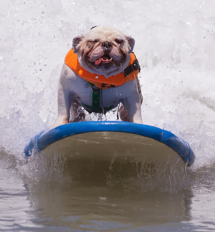 Surf City Surf Dogs Catch the Waves The Ark In Space