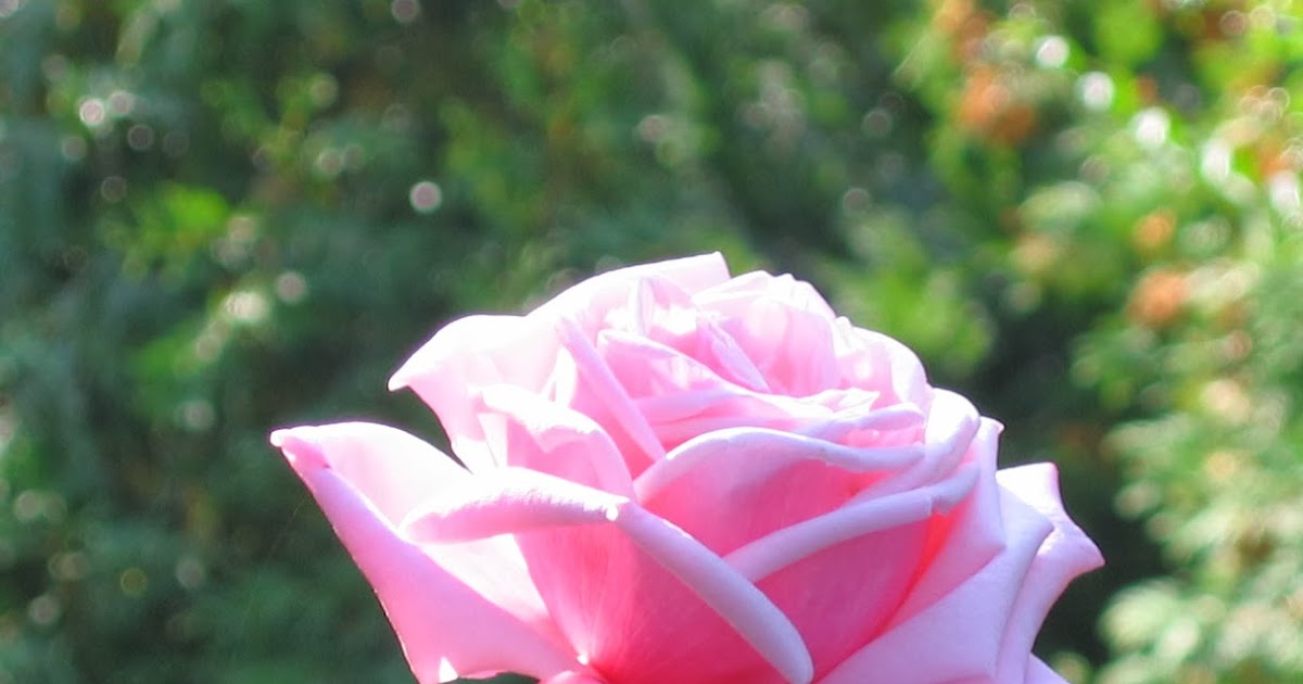 Rothenblog: Errötendes Mädchen - die Maidens Rose