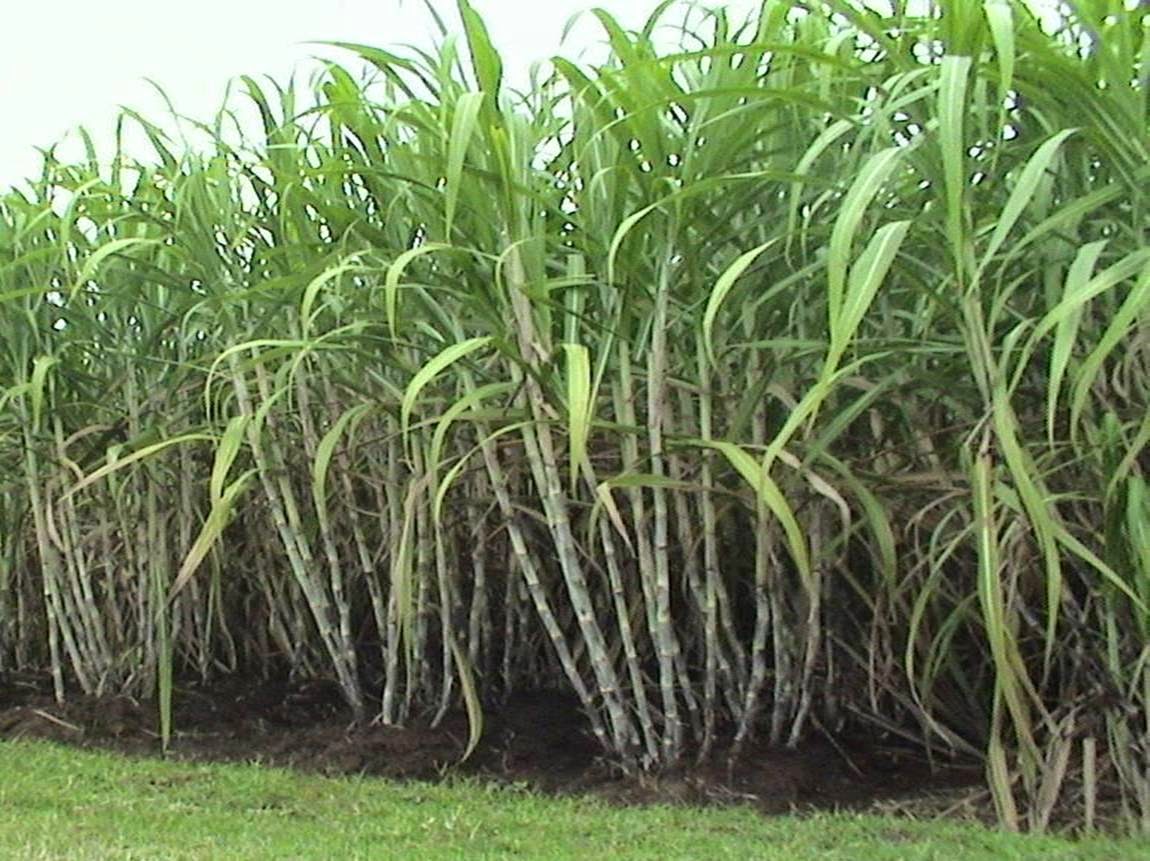 Б сахарный тростник. Сахарный тростник в Бразилии. Сахарный тростник в Египте. Сахарный тростник Соломина. Сахарный тростник триполиплоид.