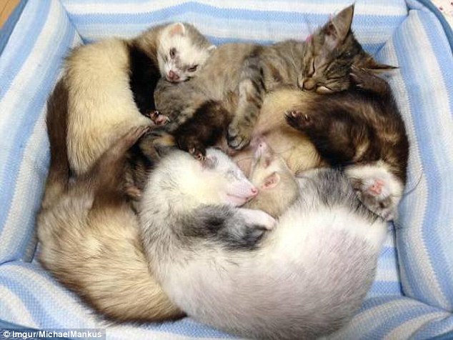 Cat And Dog Won T Get Along Cat And Dog Won T Get Along