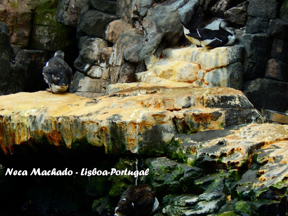 NECA MACHADO VISITA O OCEANÁRIO DE LISBOA