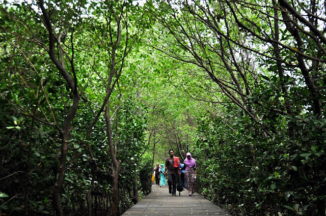 wisata hutan mangrove wonorejo surabaya