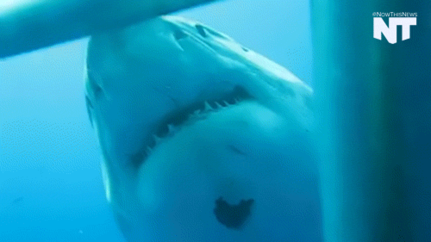 Great white shark gif