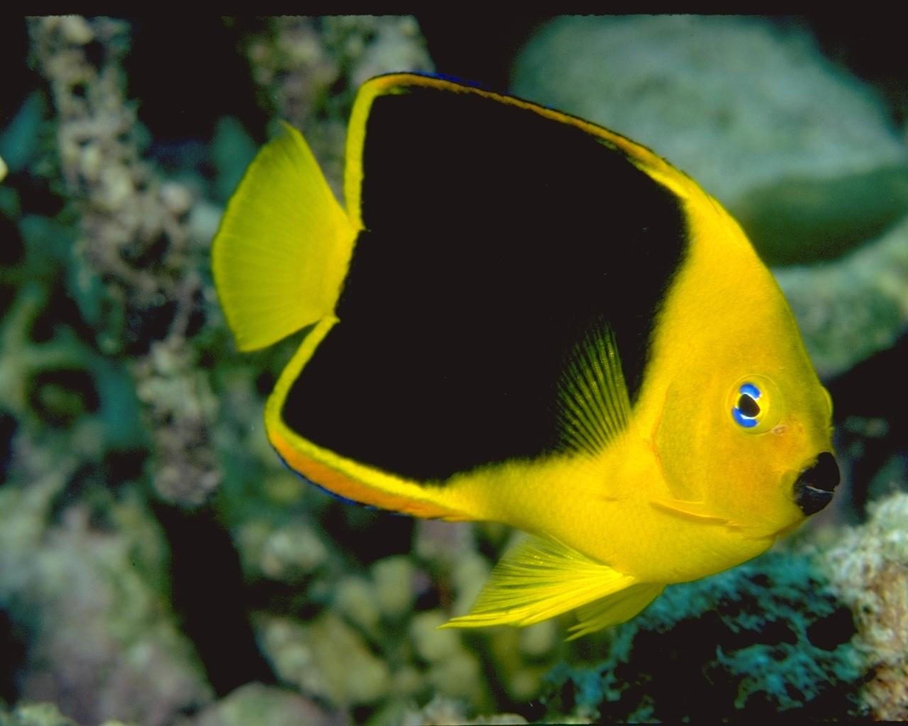 My Amazing Things Blog: Beautiful fishes photos