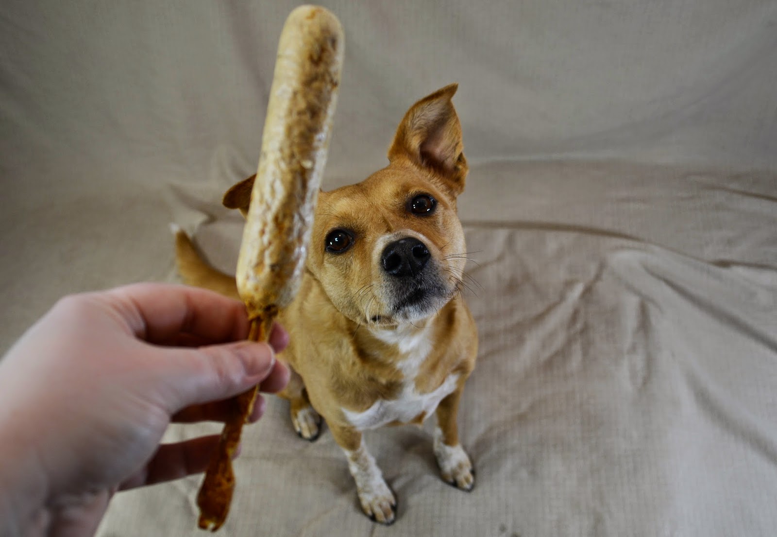 ZoePhee Best Bully Sticks Review
