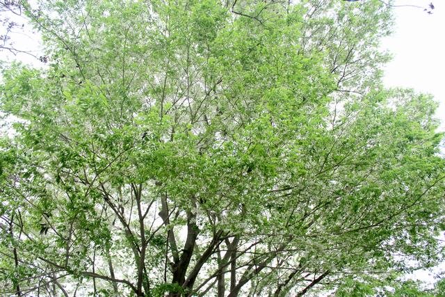 [Image: Hoa-sua-hoa-ban-no-trang-troi-Ha-Noi-3.jpg]