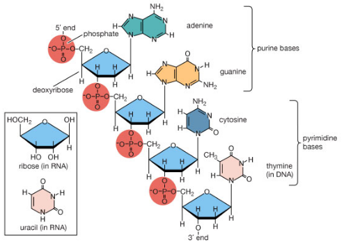 Structure of DNA