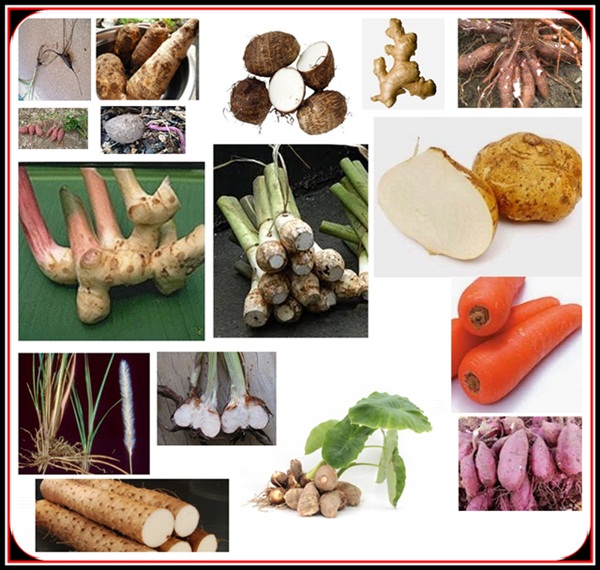 the definition and benefits of bulbs in the herb world Perry Cantigi