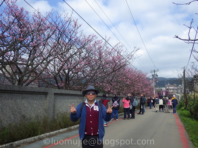 Pingjing St. Lane 42 cherry blossoms Pingjing St. Lane 42 cherry blossoms