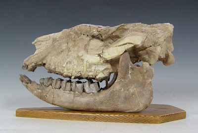 Hyracodon skull