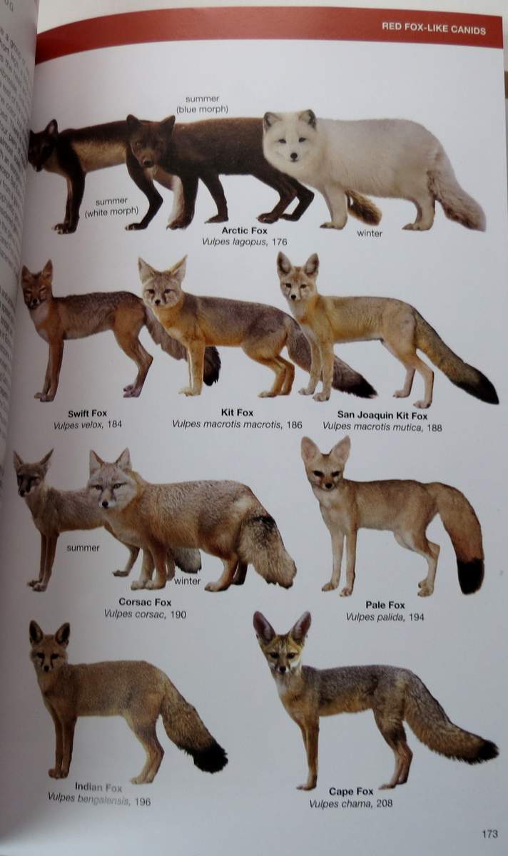 Book Review - Canids of the World, Princeton Field Guides - Travels
