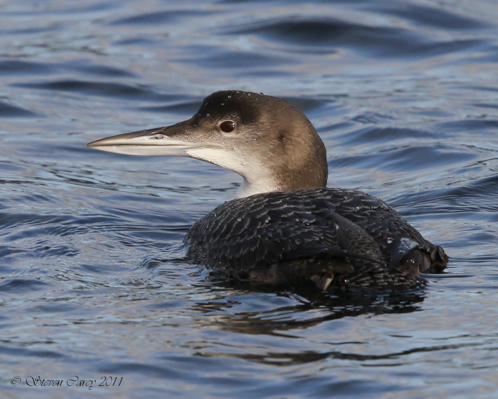 Steve Carey Bird Photography Great Northern Diver (Gavia immer)