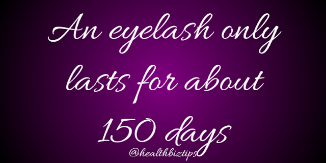An eyelash only lasts for about 150 days.