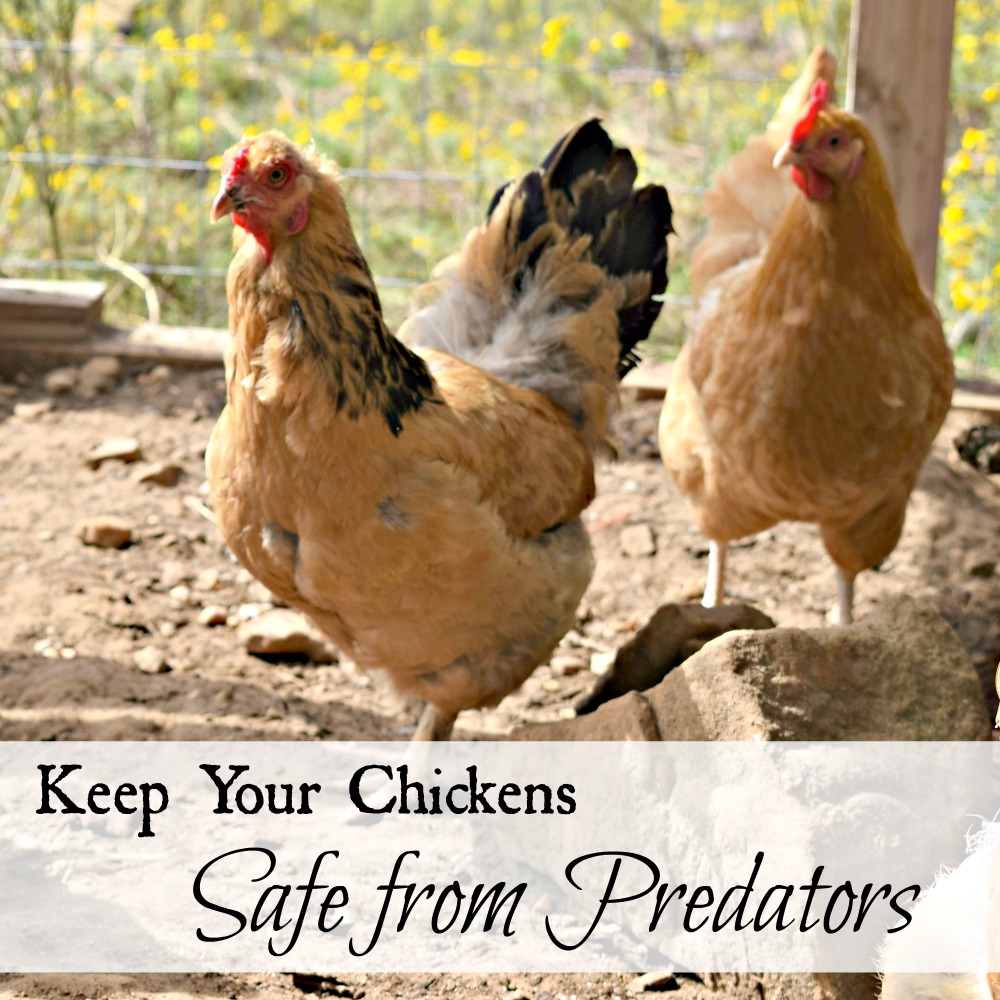 Keep Your Chickens Safe from Predators - Oak Hill Homestead