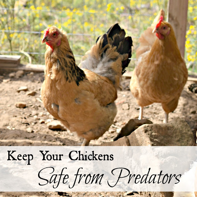 How to keep your chickens safe from predators.