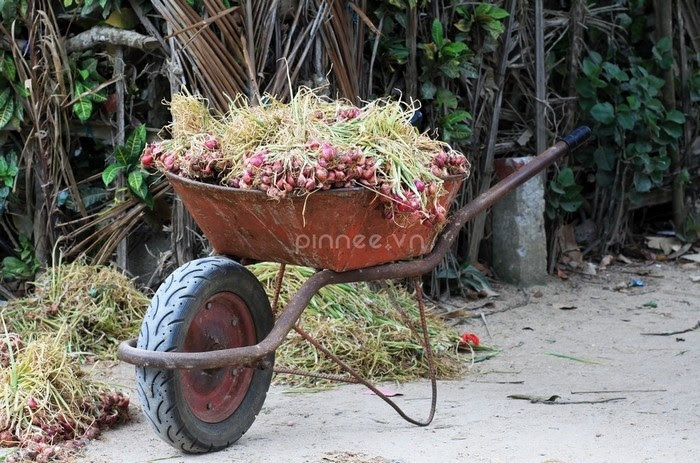 Hành tỏi Lý Sơn, phần quà ý nghĩa Hành tỏi Lý Sơn, phần quà ý nghĩa