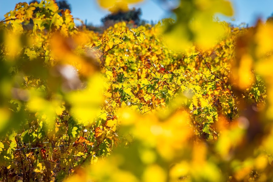 Buscando los colores del otoño