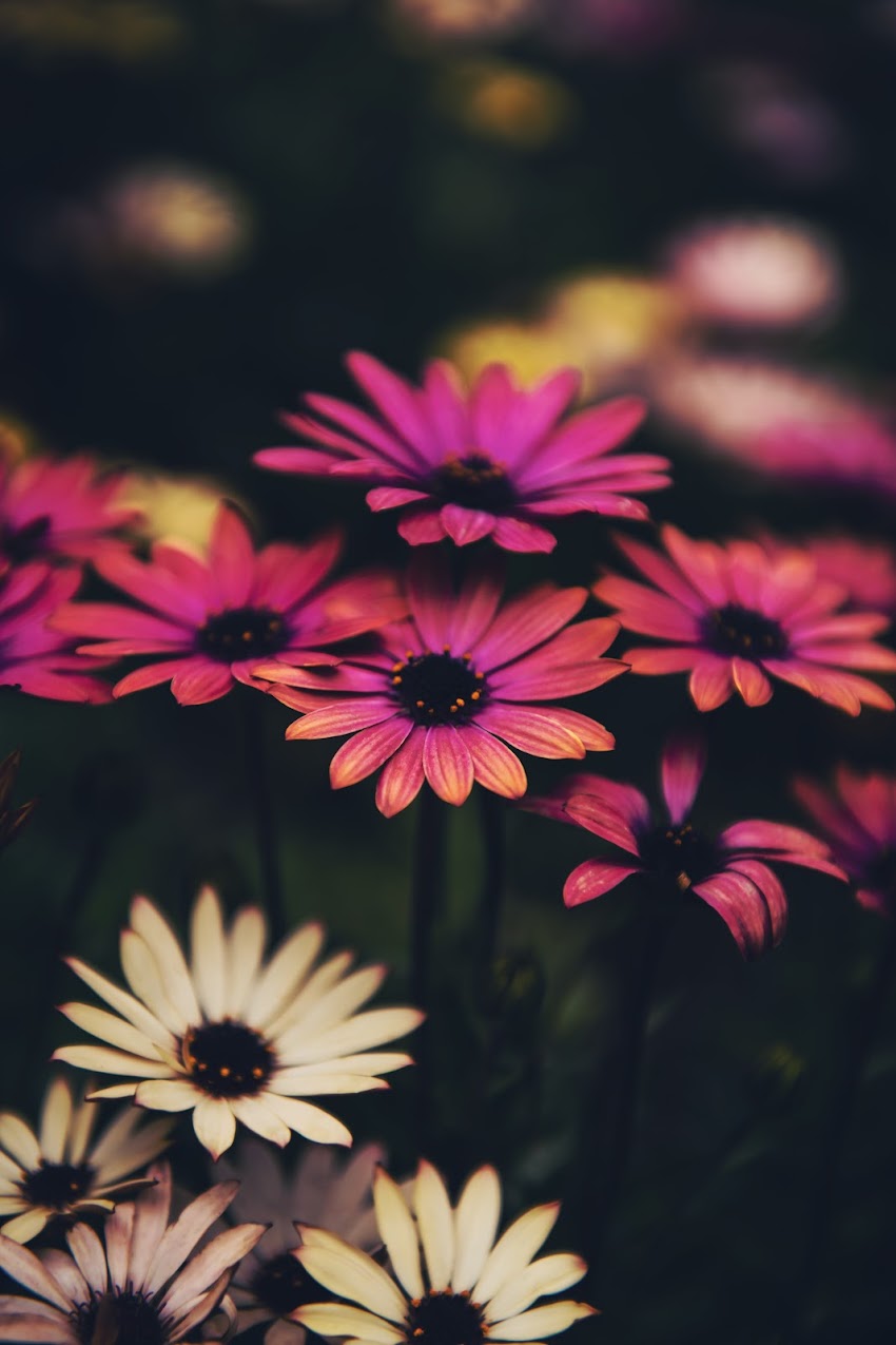 Pink Daisy Flowers Pink Daisy Flowers