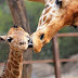 EU incluye a jirafas en lista de especies en peligro de extinción