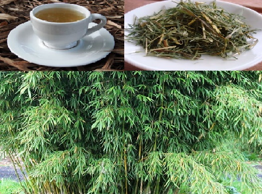 Buktikan Khasiatnya..."Cukup Meminum Rebusan Daun Bambu Asam Urat Sembuh Total, H4!d Jadi Lancar" Sesak Napas Akan Terobati Dengan Daun Bambu. Begini Langkah Bikin Ramuannya..