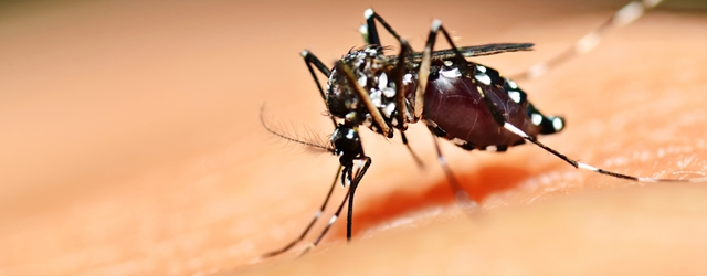 Nova Cantu: Ainda sem Secretário de Saúde, Nova Cantu em alerta contra a dengue