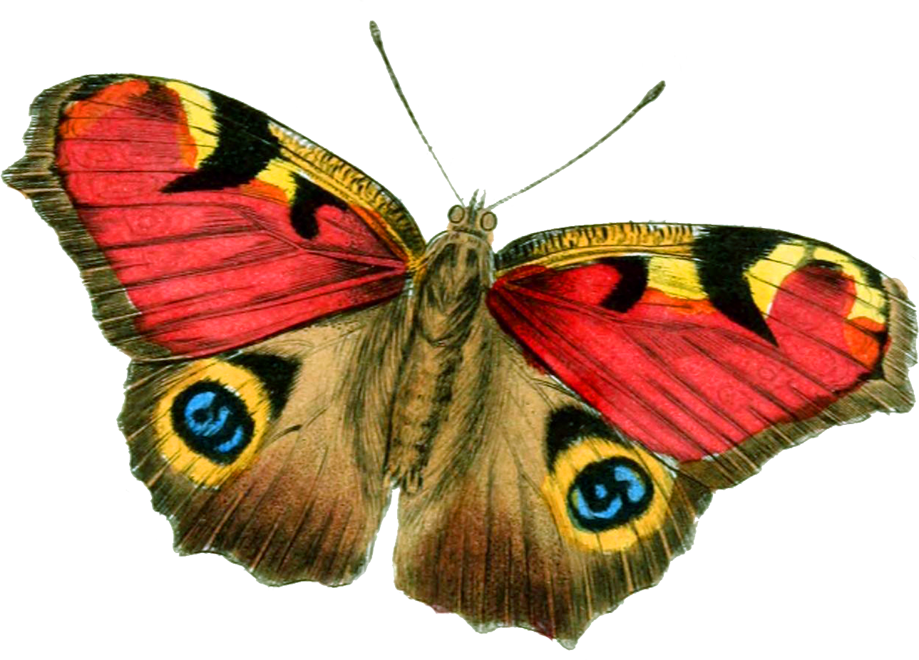free vintage butterfly clipart - photo #21