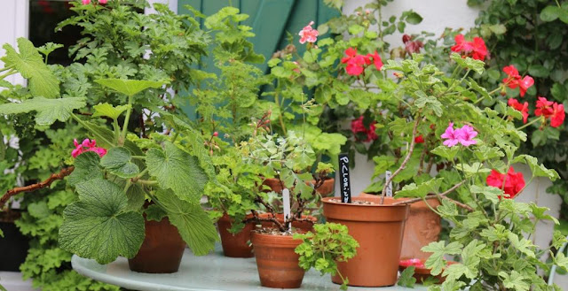 Pelargoniensammlung Pelargoniensammlung